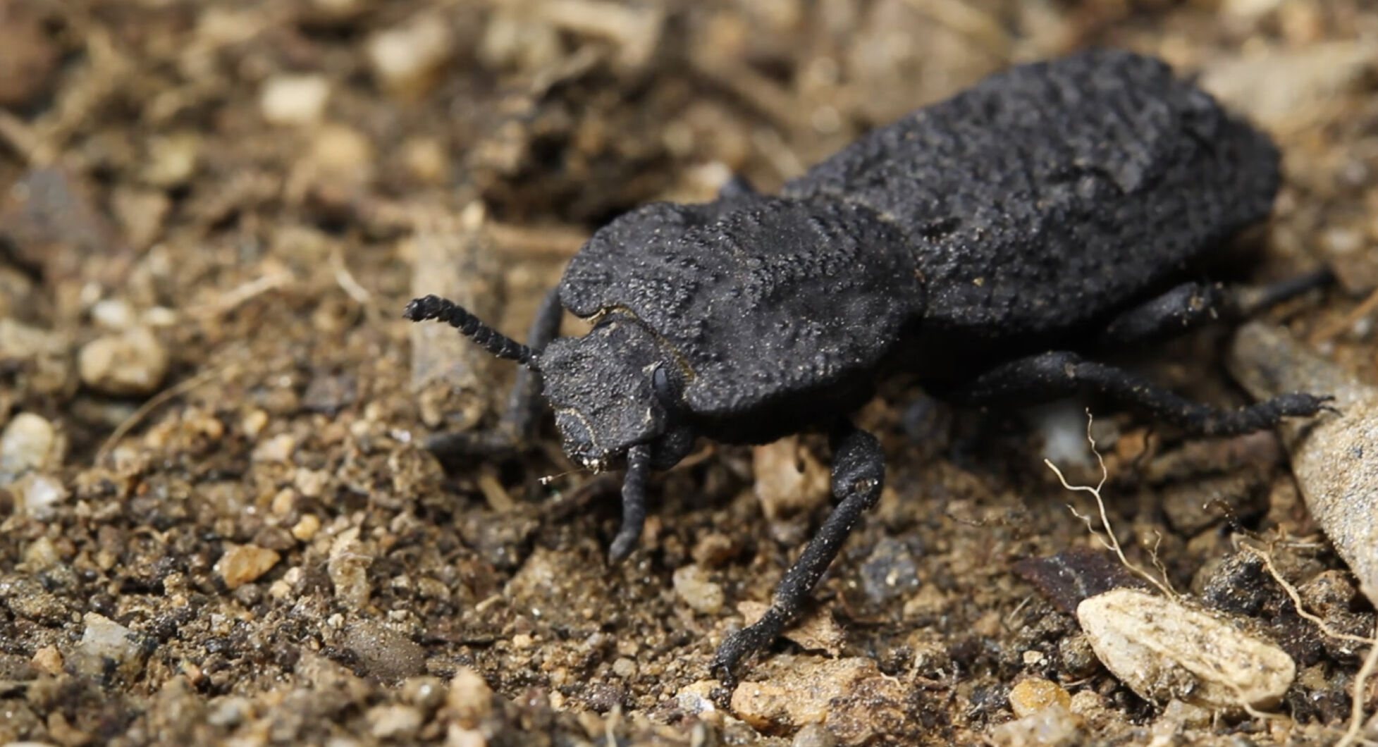 Diabolical ironclad beetle